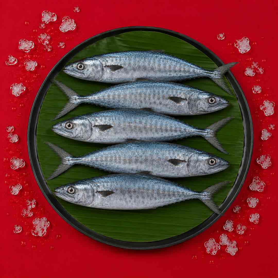 Seerfish / Vanjaram - Whole _3