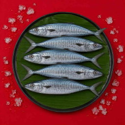Seerfish / Vanjaram - Whole 