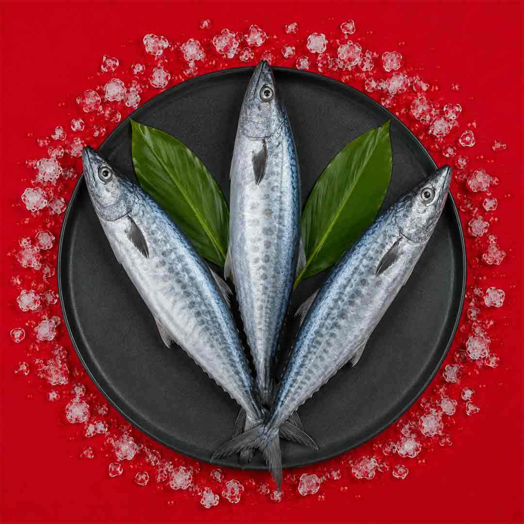 Seerfish / Vanjaram - Whole _4