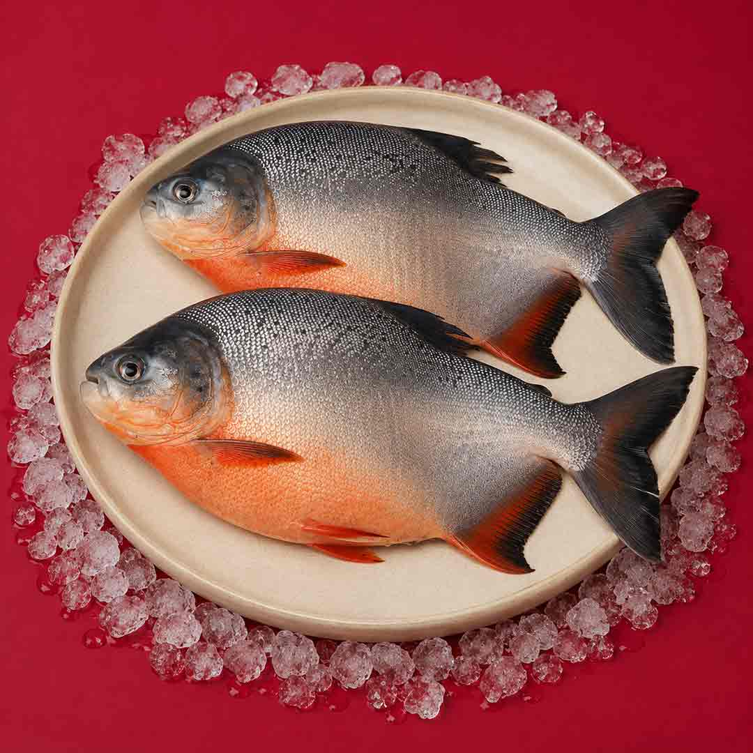 FreshWater Pomfret / Dam Vavval - Whole_0