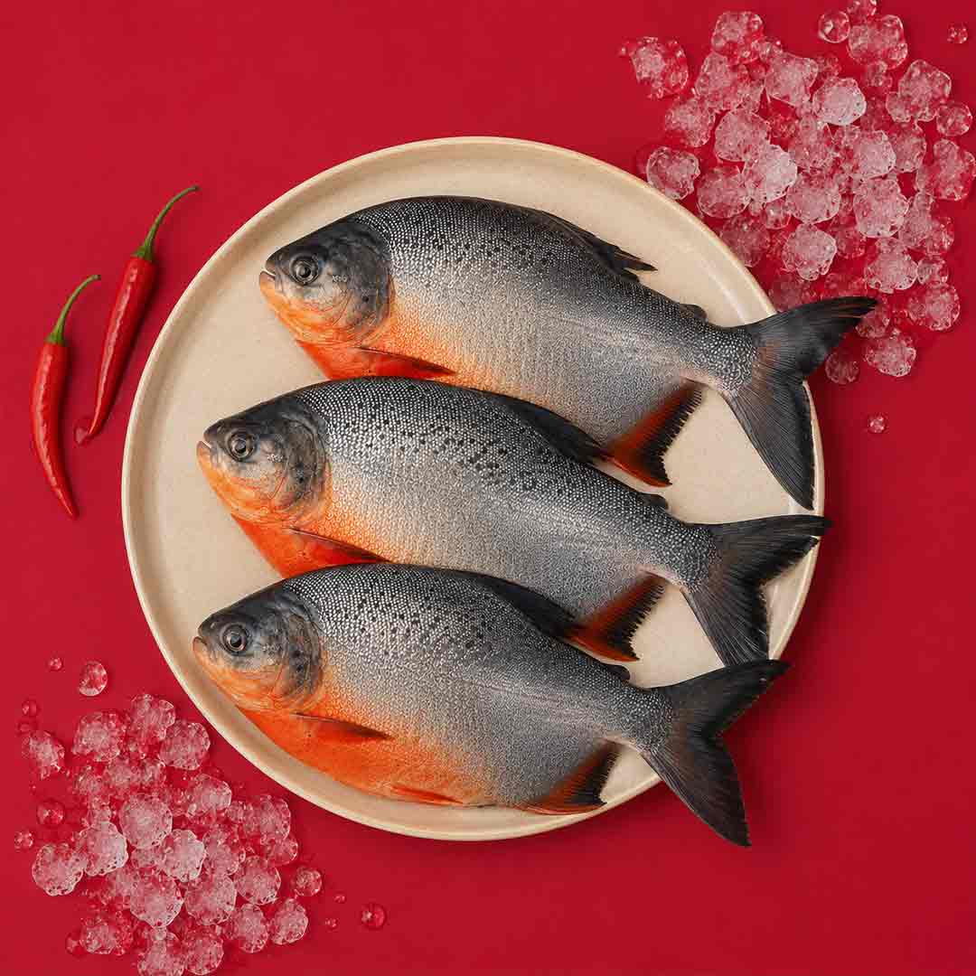FreshWater Pomfret / Dam Vavval - Whole_1