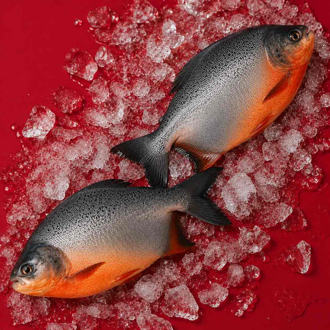 FreshWater Pomfret / Dam Vavval - Whole_2