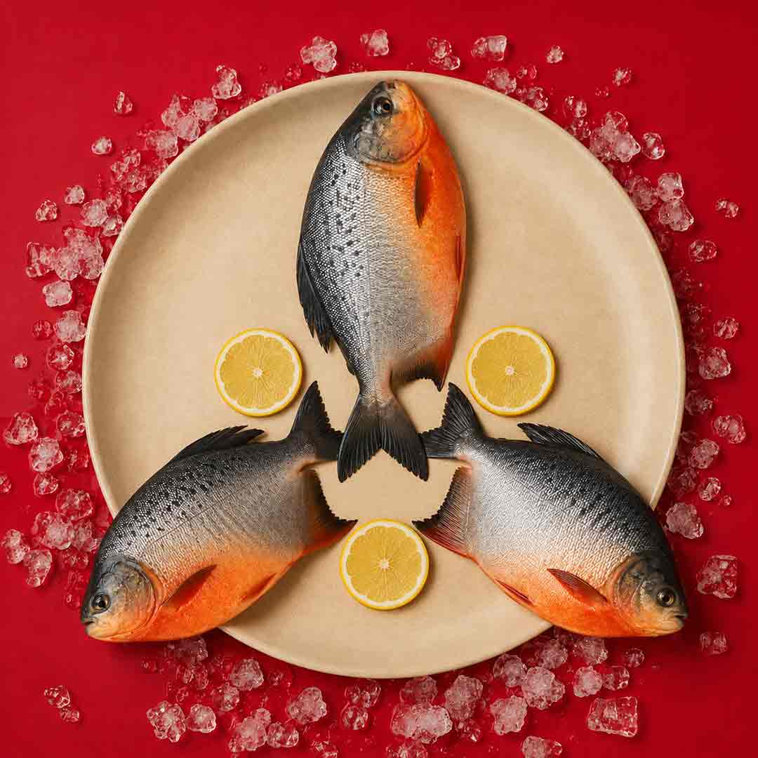 FreshWater Pomfret / Dam Vavval - Whole_4