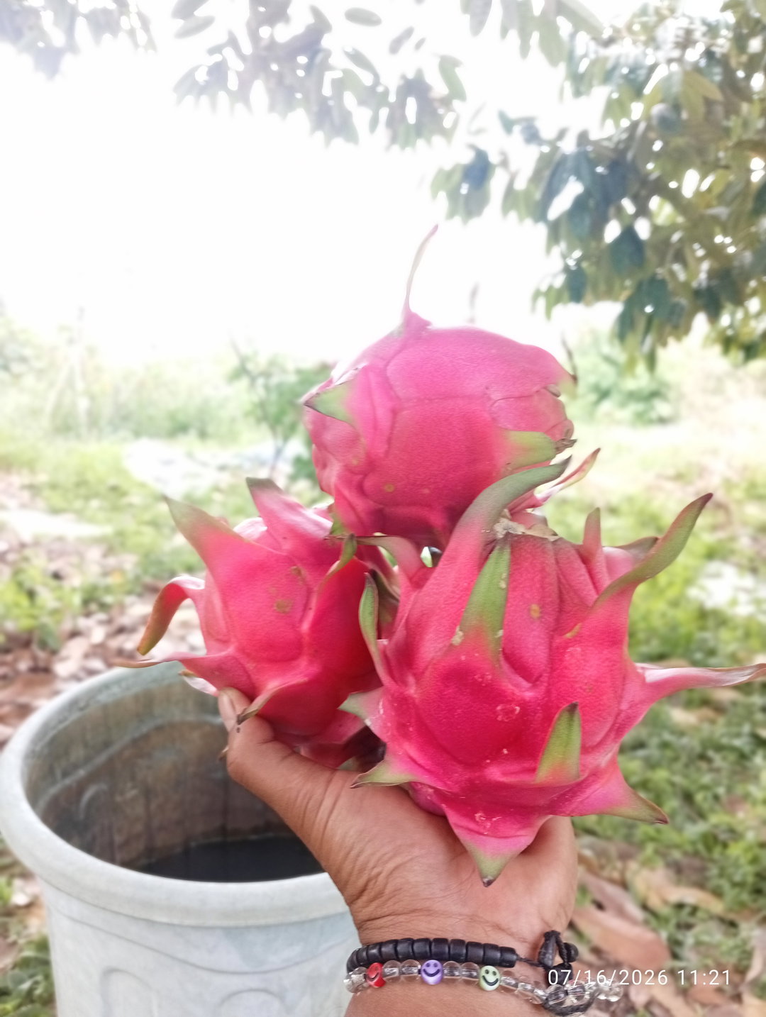 buah naga merah