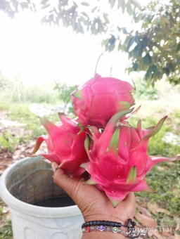 buah naga merah