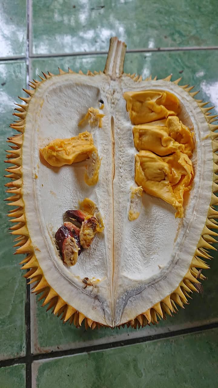 durian mantuala queen