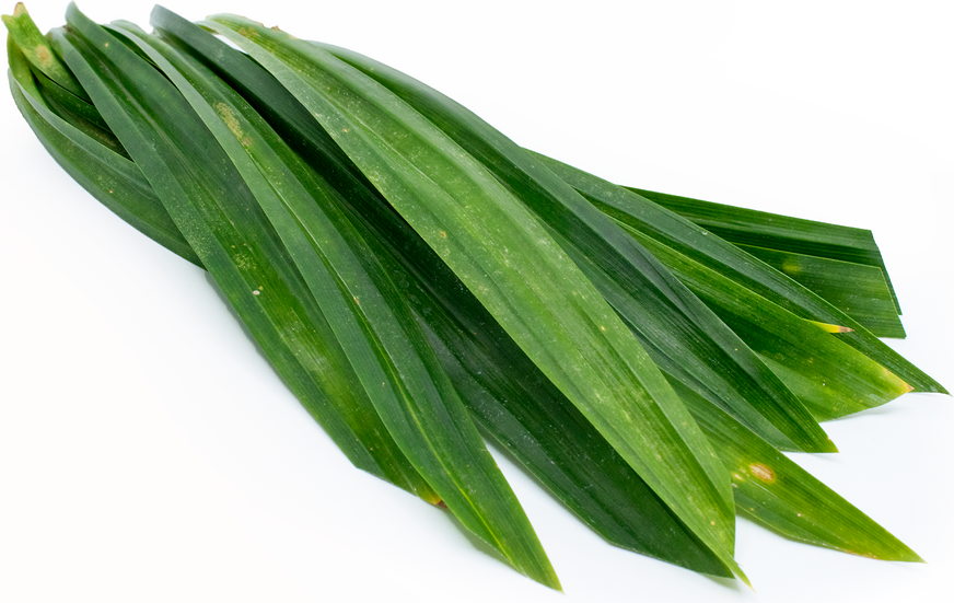 斑蘭葉 ใบเตยใหญ่-500g