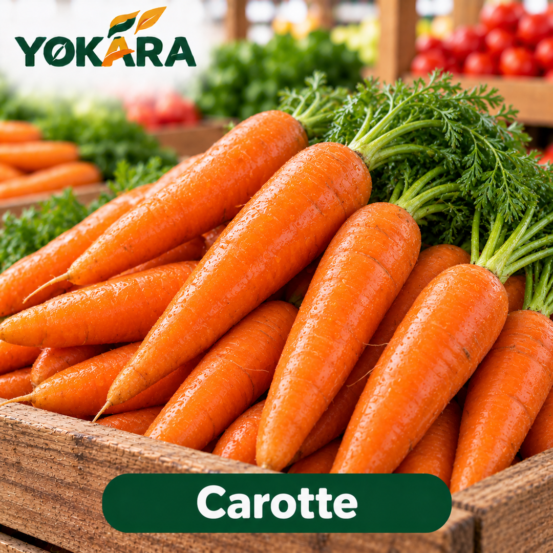 Carotte