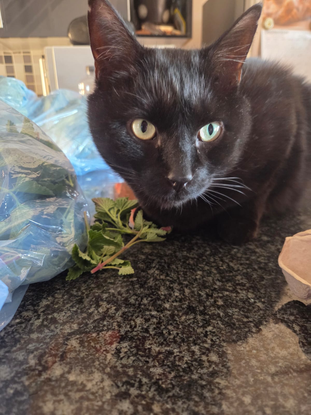 Fresh Catnip 100g_0