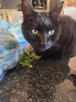 Fresh Catnip 100g