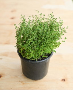 30g Thyme - organic