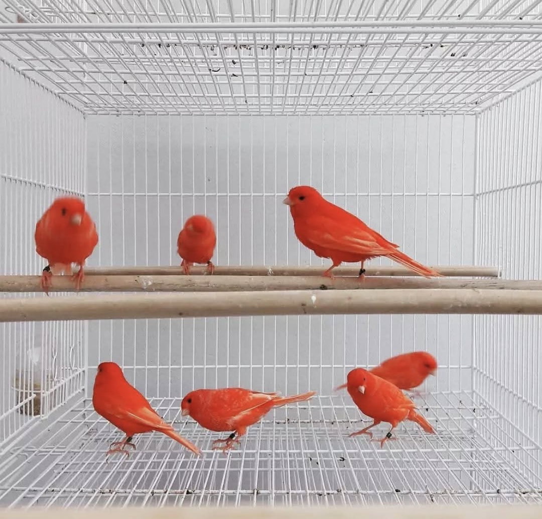 red factor canary