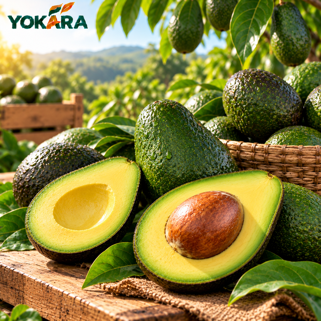Avocat