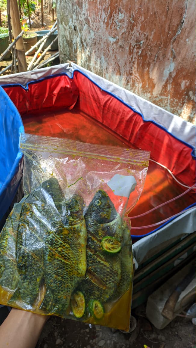 ikan nila marinasi _0