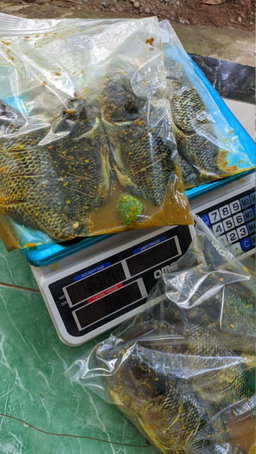 ikan nila marinasi 
