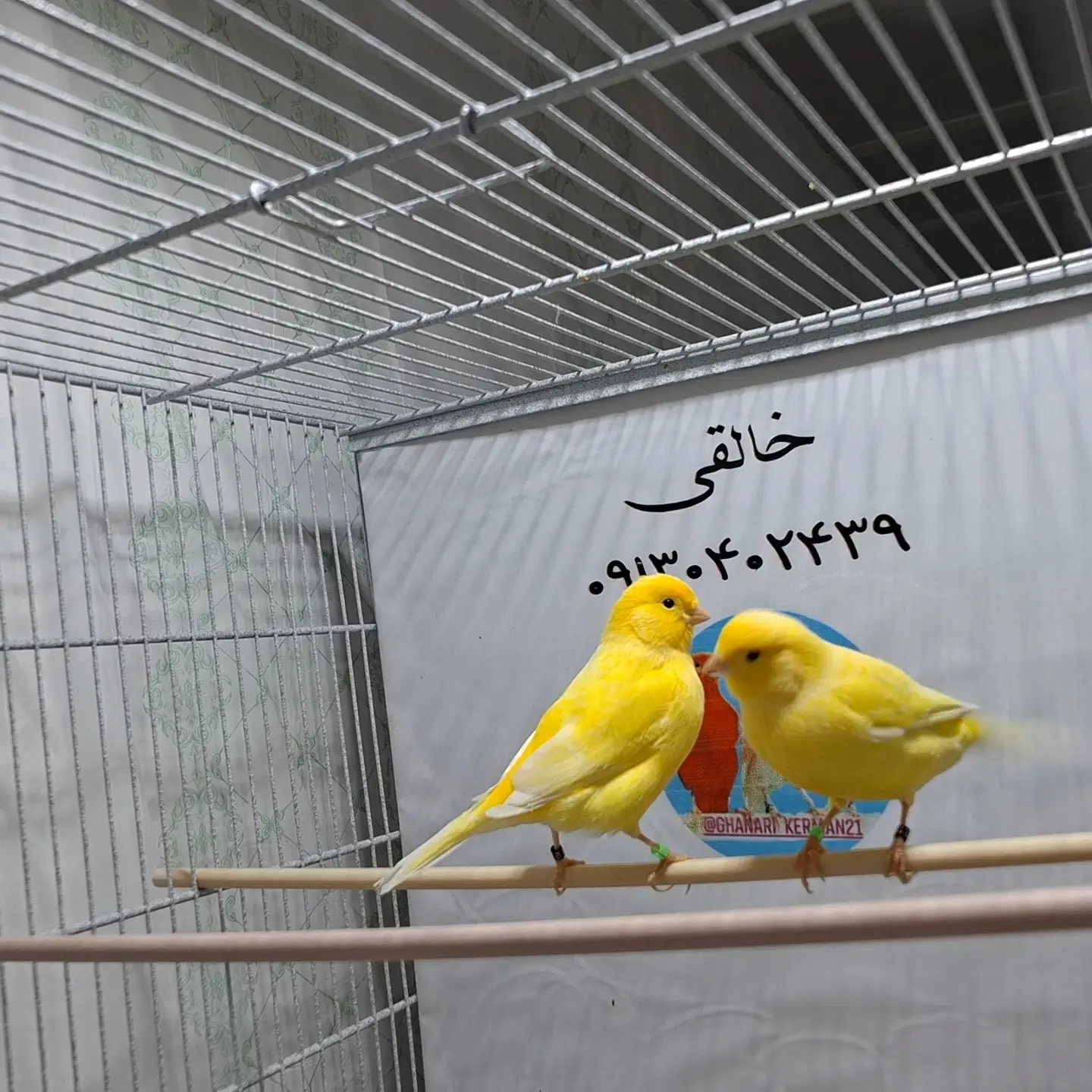 Yellow canary_0
