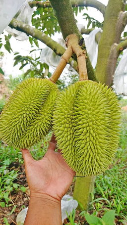 durian