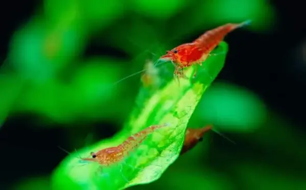 Red Cherry Shrimp