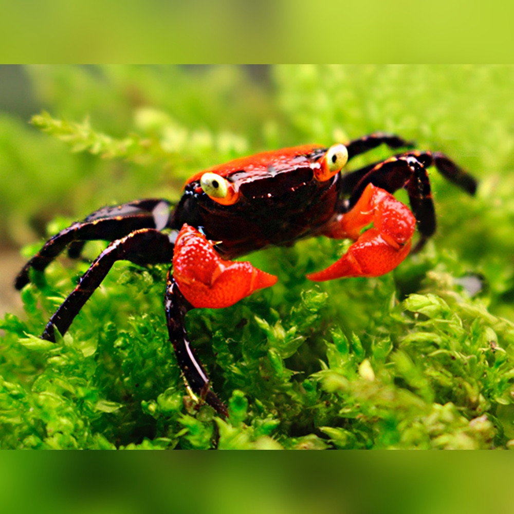 Red Devil Vampire Crabs (Geosesarma hagen)_0