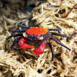 Red Devil Vampire Crabs (Geosesarma hagen)