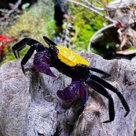 Yellow Vampire Crabs (Geosesarma hagen)