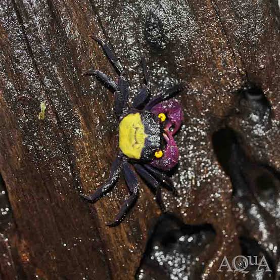 Yellow Vampire Crabs (Geosesarma hagen)_1