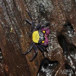 Yellow Vampire Crabs (Geosesarma hagen)