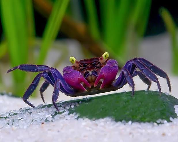 Purple Vampire Crabs (Geosesarma hagen)_0