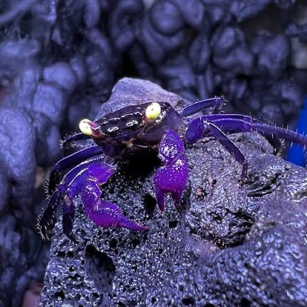 Purple Vampire Crabs (Geosesarma hagen)_1