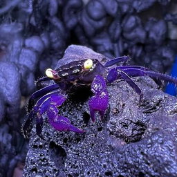 Purple Vampire Crabs (Geosesarma hagen)