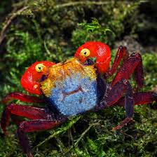 Rainbow Vampire Crabs (Geosesarma hagen)