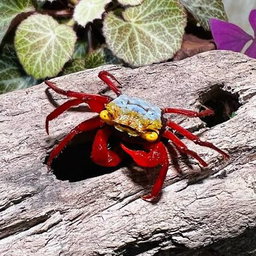 Rainbow Vampire Crabs (Geosesarma hagen)