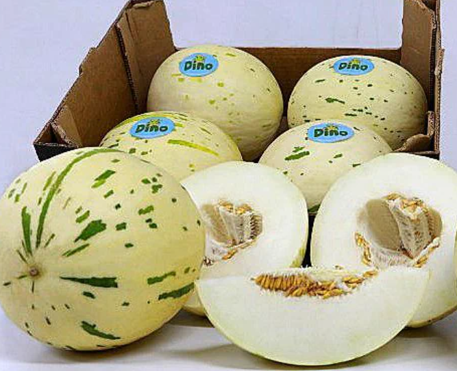 Brazil Dino Melon 1pcs
