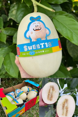 Sweetie 18 HoneyDew (Melon) 1pcs (Soft and Juicy)