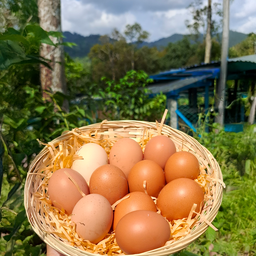Happy Egg Club : Monthly 120 Eggs