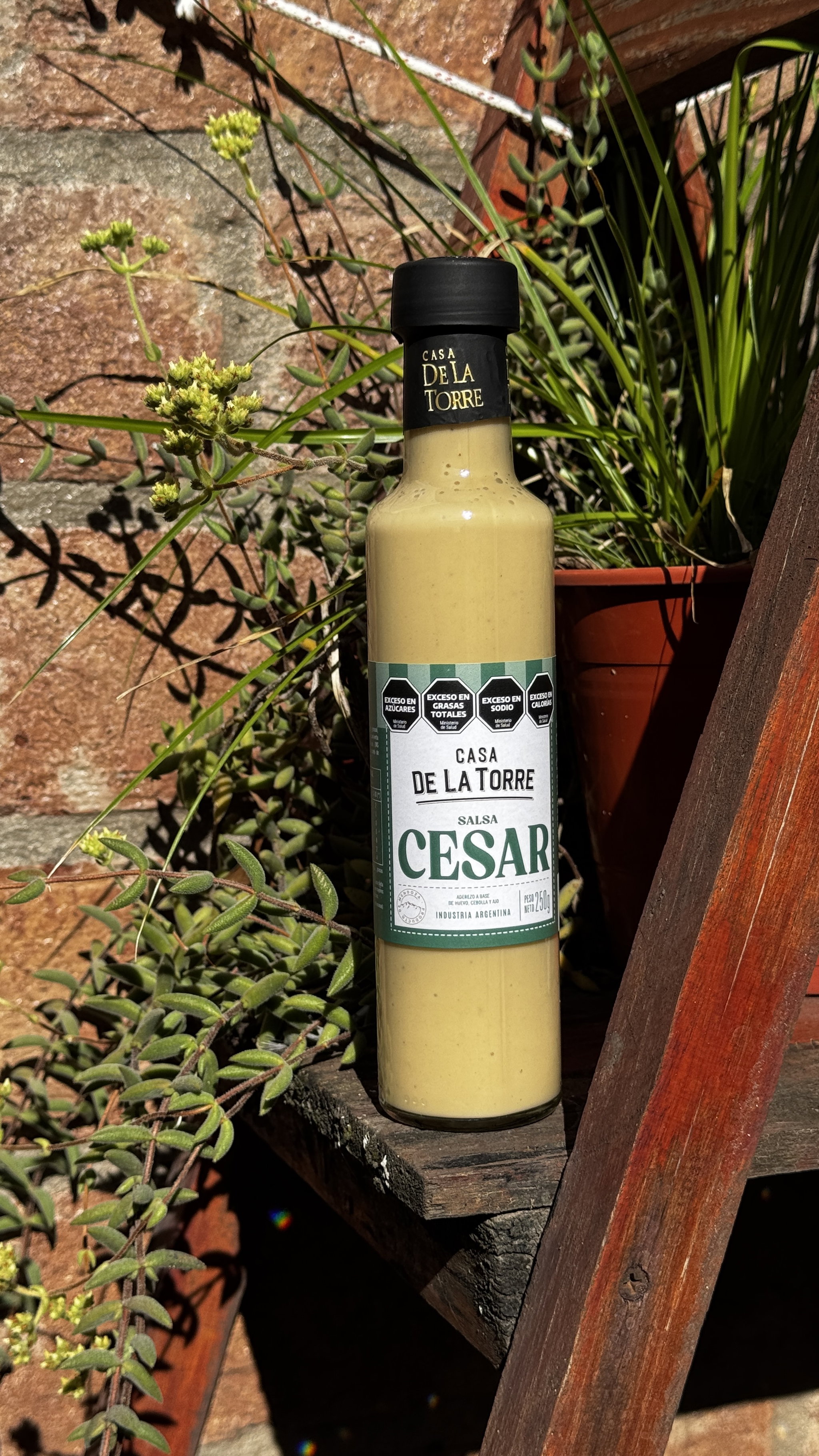 SALSA CAESAR_0