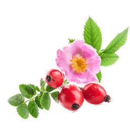 ROSA EA THABA