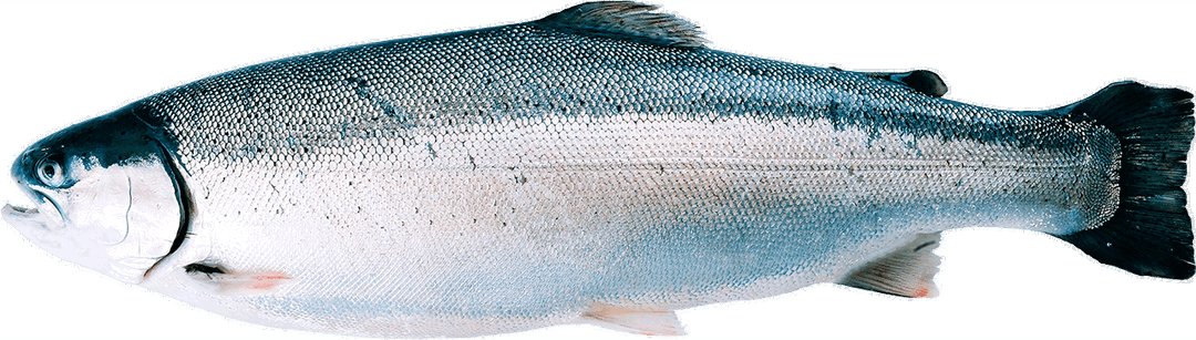TROUT FISH