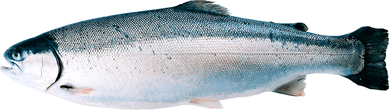 TROUT FISH_0