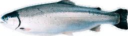 TROUT FISH