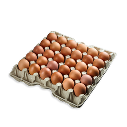 EGGS TRAY