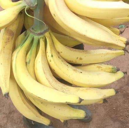 Plantain
