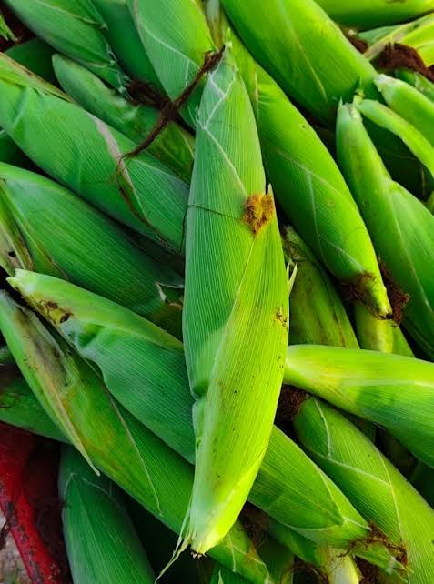 Green Maize🌽_1