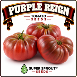 🍅PURPLE REIGN TOMATO 🍅 x 15+ seeds
