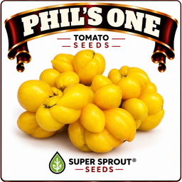 🍅PHIL'S ONE TOMATO 🍅 x 10+ seeds