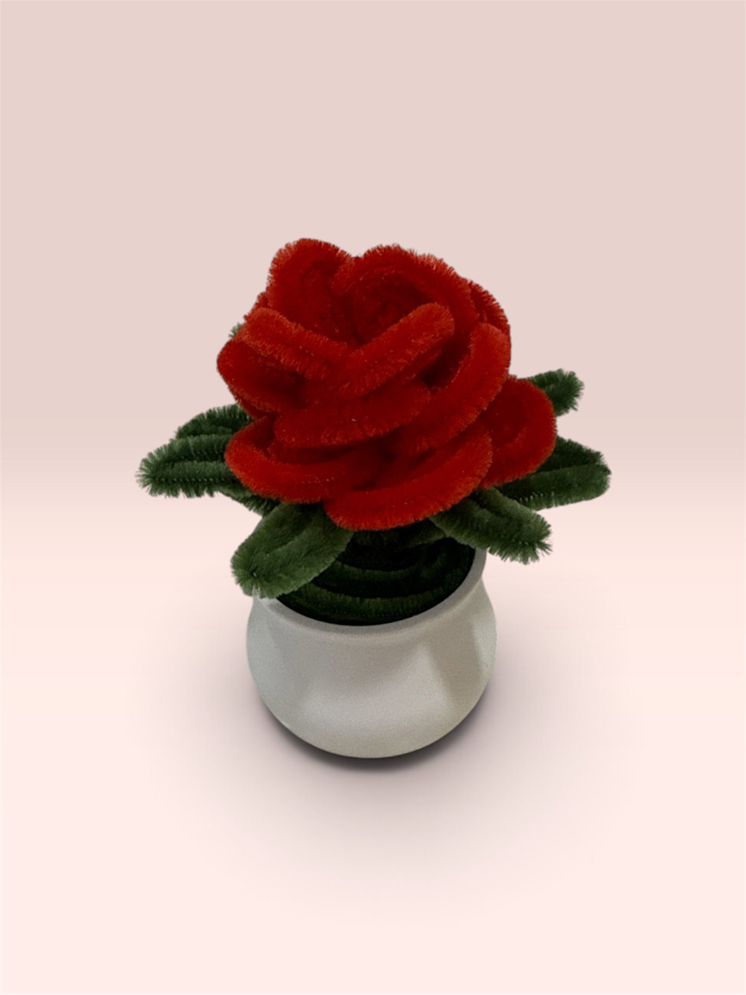 Red Rose in White Pot_0