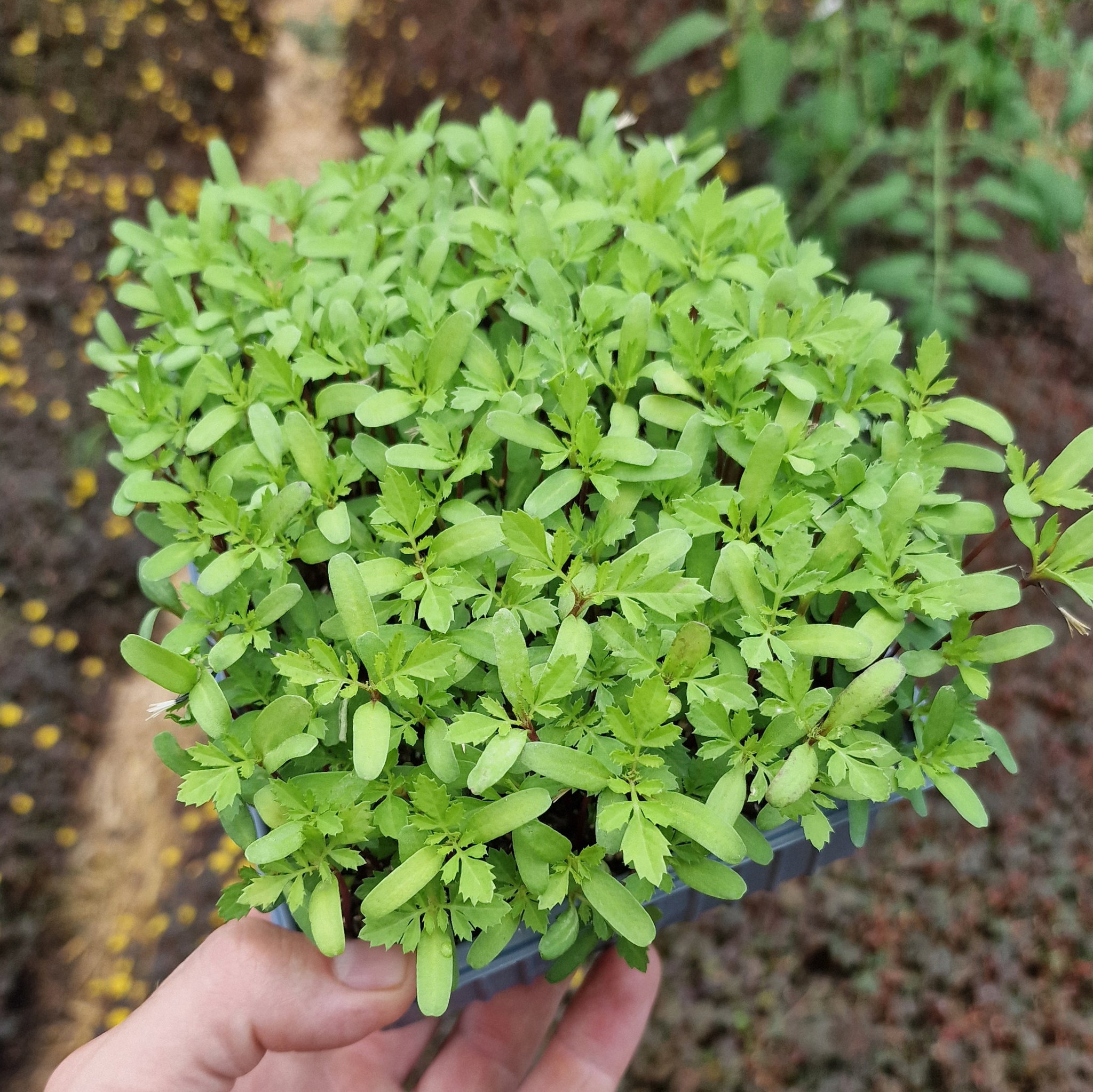 Afrikaantjes Babyleaf_0