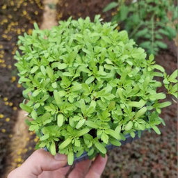 Afrikaantjes Babyleaf