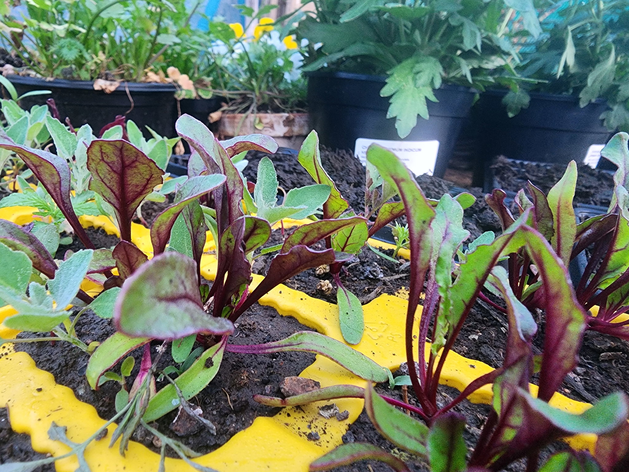 6 X BEETROOT SEEDLINGS_0
