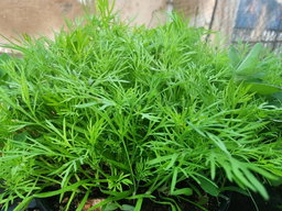 Dill Herb pot